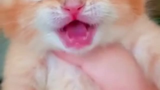 cute cat