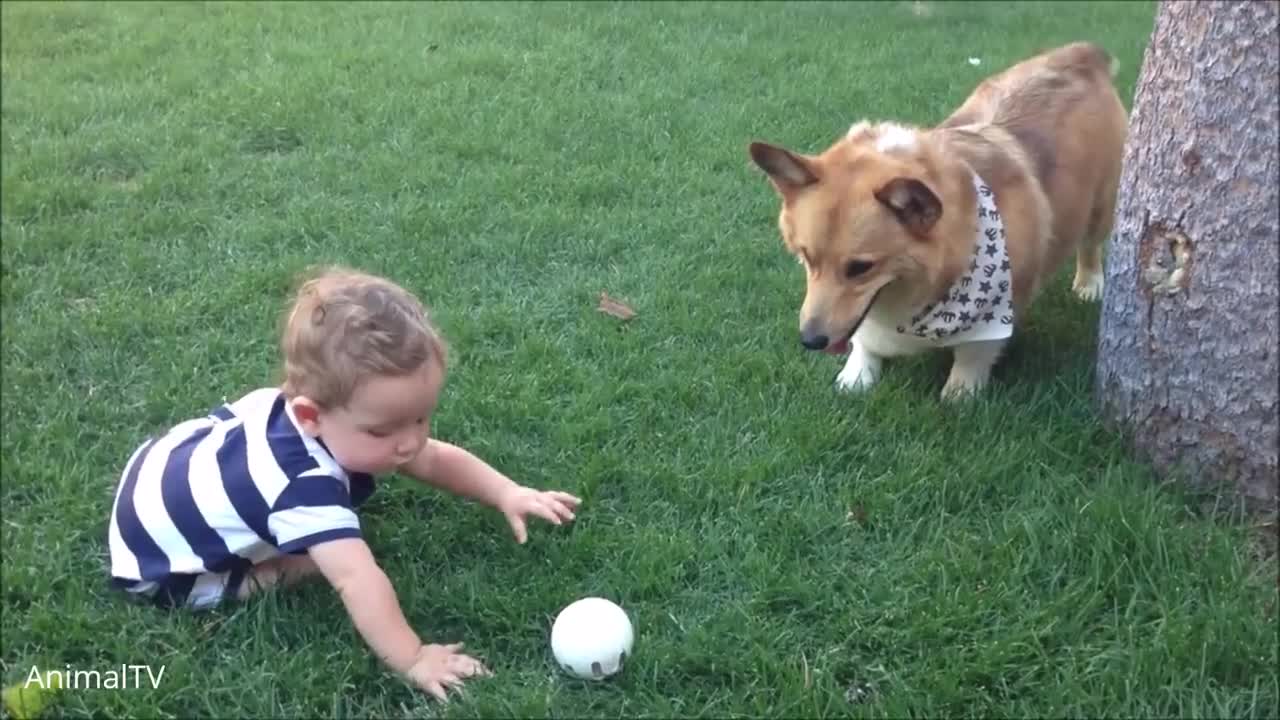 Corgi Are The Best - AMAZING and CUTEST Compilation