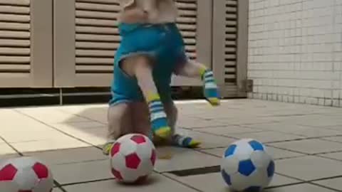 Dog funny video while his man throughout the ball