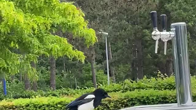 Friendships with magpies are possible !!