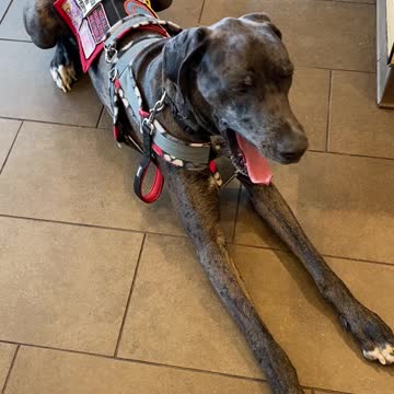 Service Dog: Public Access Training with one of My Girl's clients!