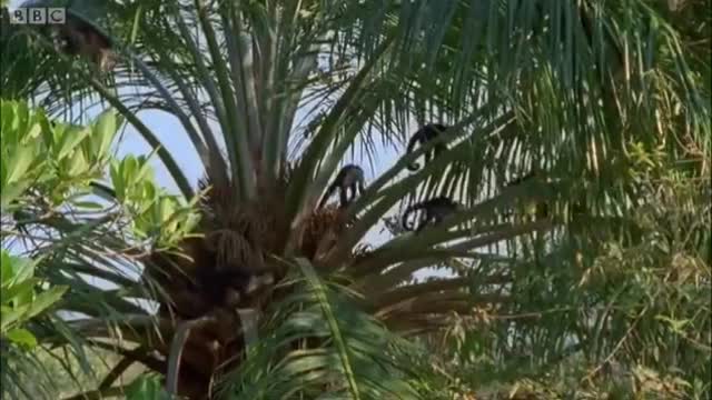 Capuchin Monkeys | Wild Caribbean | BBC Earth