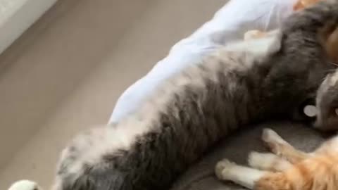 Funny and Cute Cats Video#106