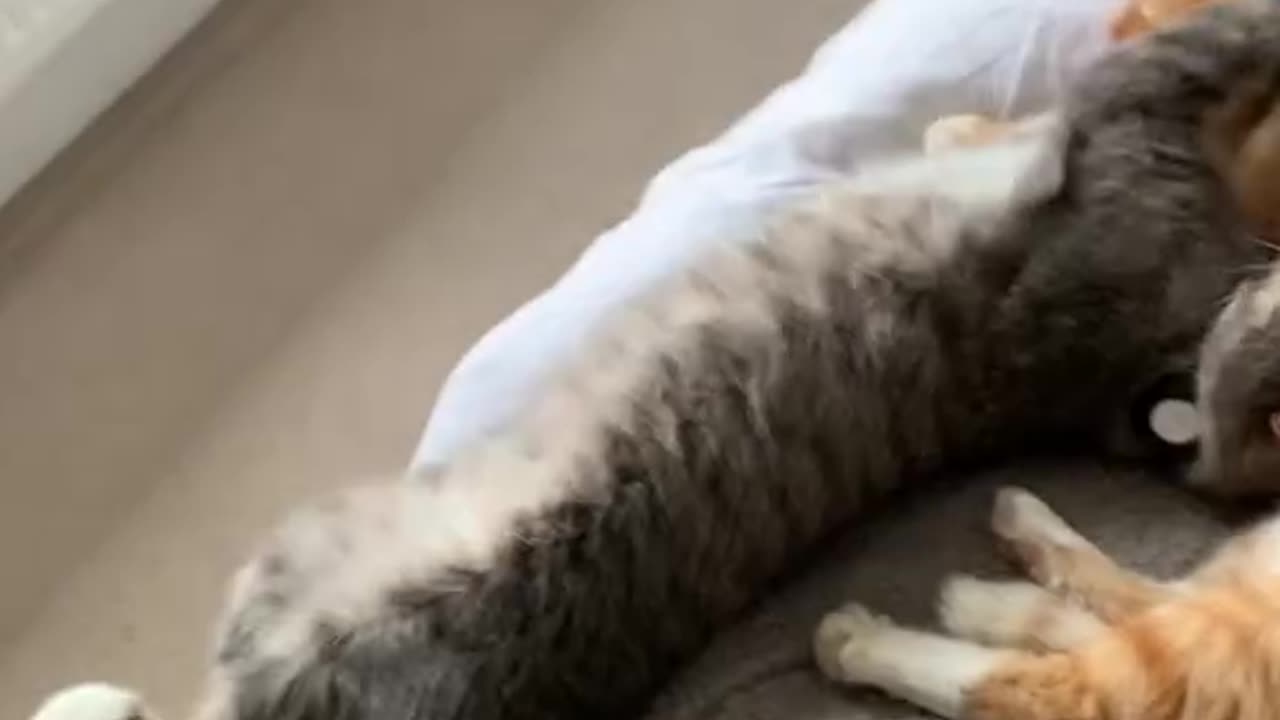 Funny and Cute Cats Video#106