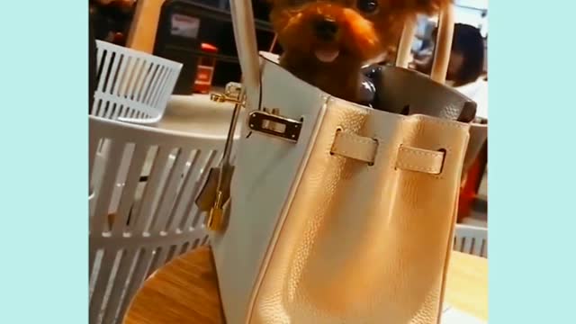 This Ultimate Funny Dog Video Compilation Funny Pet Videos