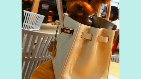 This Ultimate Funny Dog Video Compilation Funny Pet Videos
