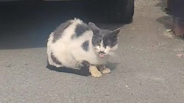 Cute stray cat with tongue out all the time