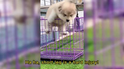 Ha ha, short leg is a hard injury！