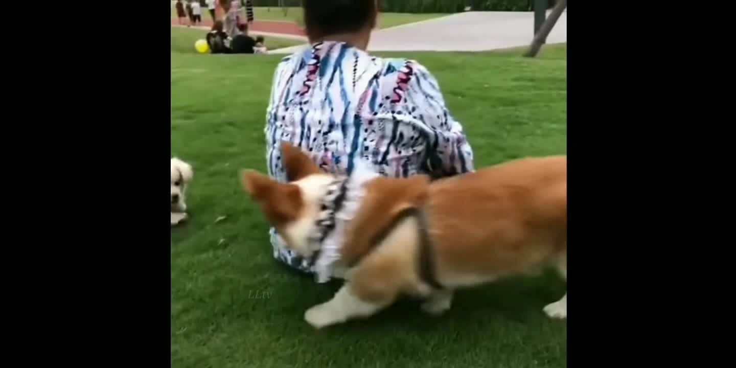 Try not to laugh