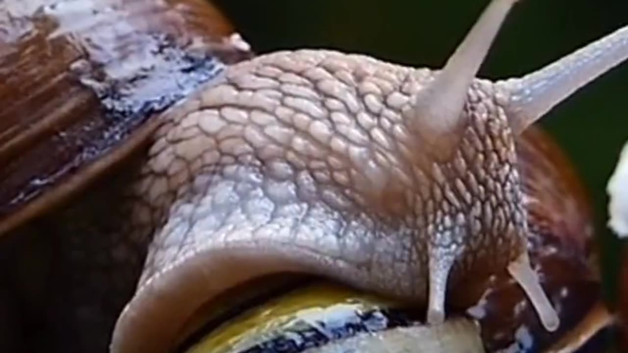 Snail Animal Videos For Kids