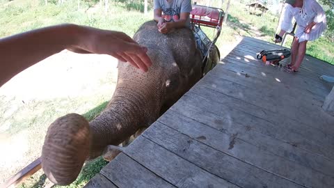 Elefant in Thailand