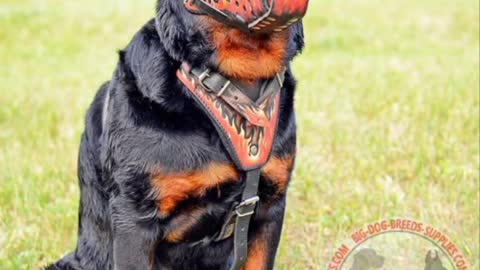 Rottweiler Dog ❤️ life journey