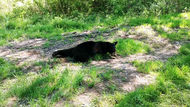 Bear Release