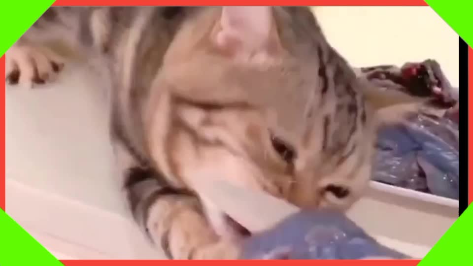 Funny video aneml