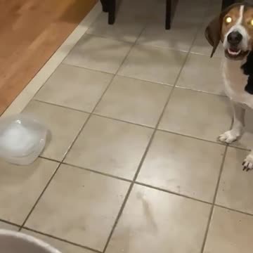 👺 😹😜Can Amazing Dogs Demand a Share of Dinner . ViralHog