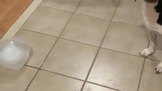 ๐บ ๐น๐Can Amazing Dogs Demand a Share of Dinner . ViralHog
