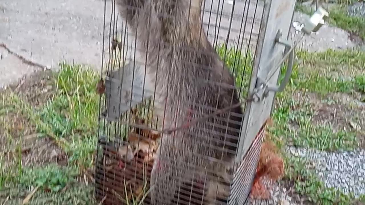 Racoon trap