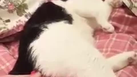 Gas baloon by Cat