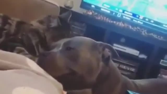 Todo o amor de um gato por um cachorro!