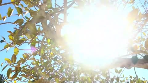 Calm Relaxation Music, Meditation Music, Sleeping Music, , Study Music by RELAXATION TO HIGHER SELF