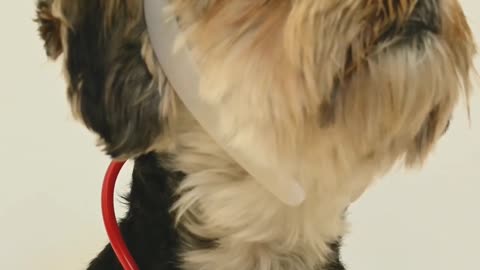 Cute dog Video Part 1