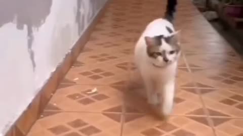 The cat's confused behavior