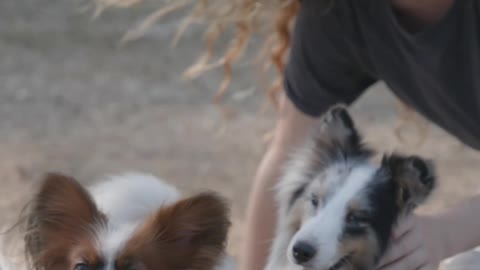 Woman Playing With Two Pets Dog