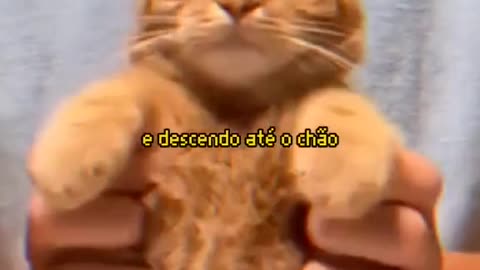 Yes baby,CAT!!!
