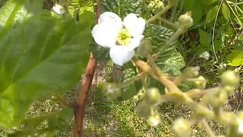 Rubus Pensilvanicus