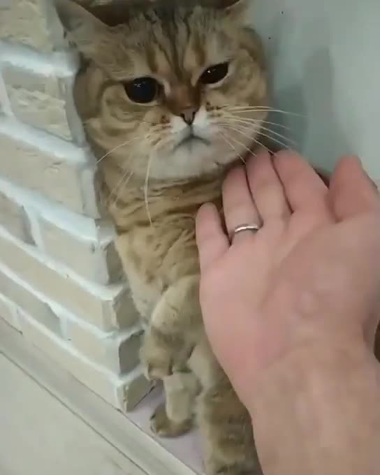 This cat cleverly mastered Karate