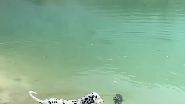 Wonderful friendship between Dog and Fish || #shortsfunnyvideo || Funny friendly of dog and fish