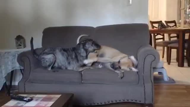 The two dogs are very close, sleeping and playing together