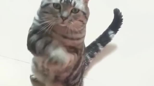 Funniest cats||2022 cute pet|| funny video cats