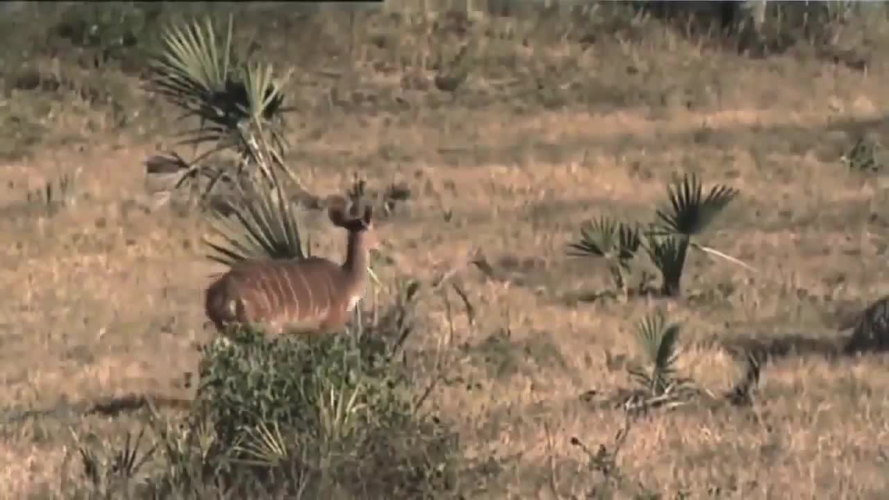06.African Lions - National Geographic Documentary 2022