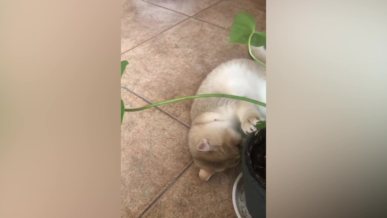 The cat doesn't seem to like the plant