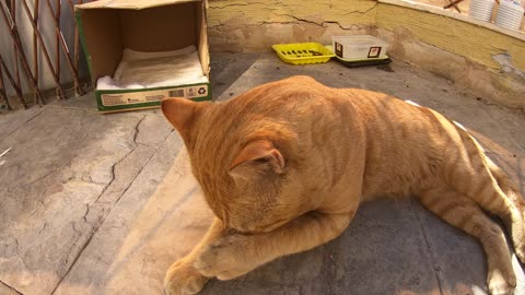 Homeless cat in Ras Al Khaimah, UAE: ED SHEERAN #cat #cats #EdSheeran #emirates #pet #ae #UAE #pets