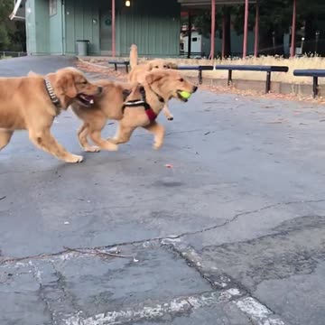 SlowMo Golden Retriever Puppy Crash