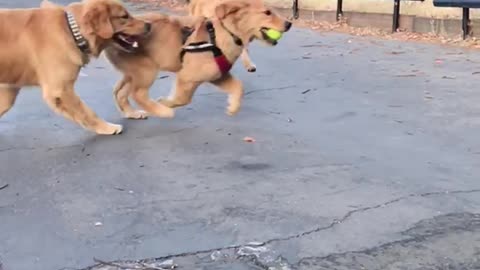 SlowMo Golden Retriever Puppy Crash