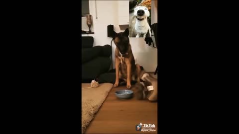 Funny Dog Prank Videos