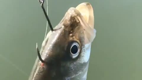 This is a beautiful and charming water-dwelling species