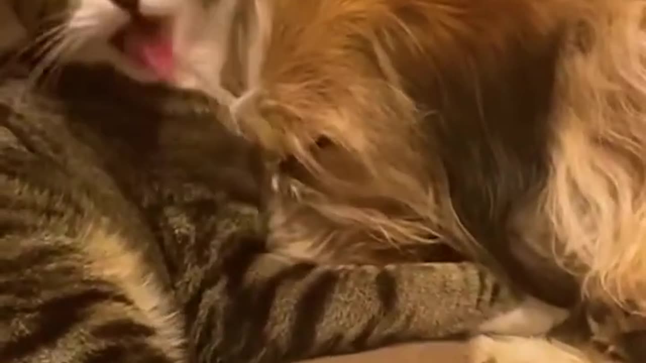 So Cute! ❤️ Cat And Dog Cuddle With Each Other 😭❤️ #shorts #shortvideo