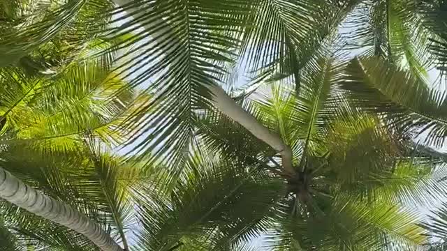 Palm leaves on a hot day