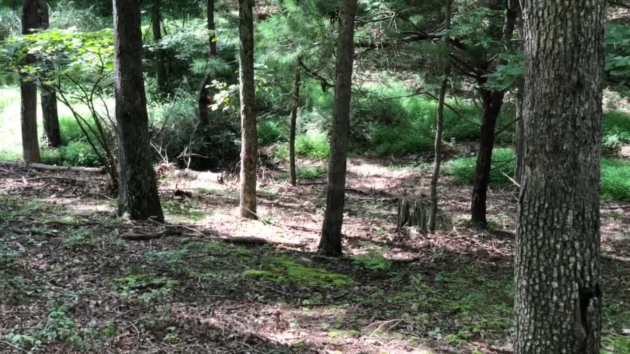 Tannerite Tree Removal