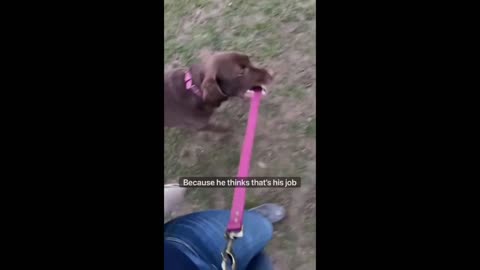 Dog Thinks It's His Turn To Walk His Human