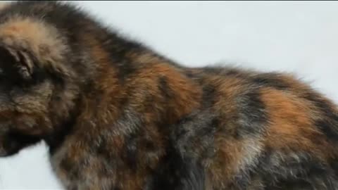 The most funny cute cat funny sense