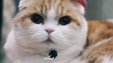 How my cat Looking in Cap?