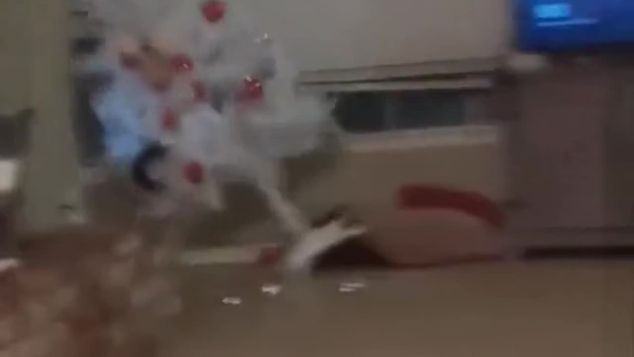 Funny Cat video | funny Cat 2023 | funny video 3