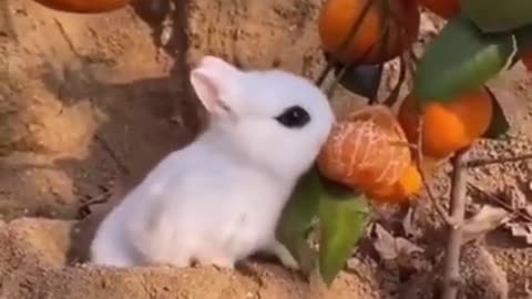 Funny Animal Video