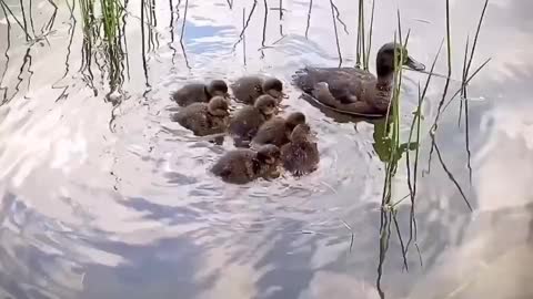 A group of ducks