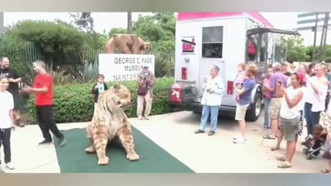 World biggest Cat 😺😺😍❤️